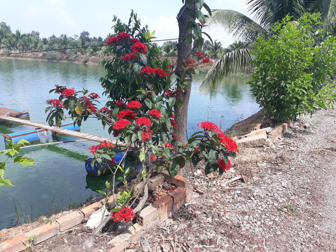 Lợi kép từ mô hình vườn  ao  chuồng  Binh Phuoc Tin tuc Binh Phuoc Tin  mới tỉnh Bình Phước